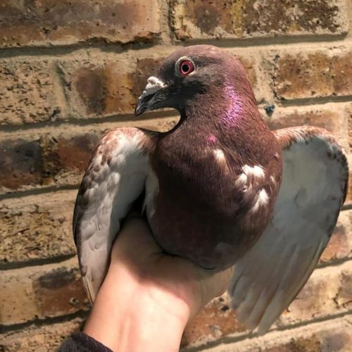 How to: Safely Bring Home Shelter Pigeon